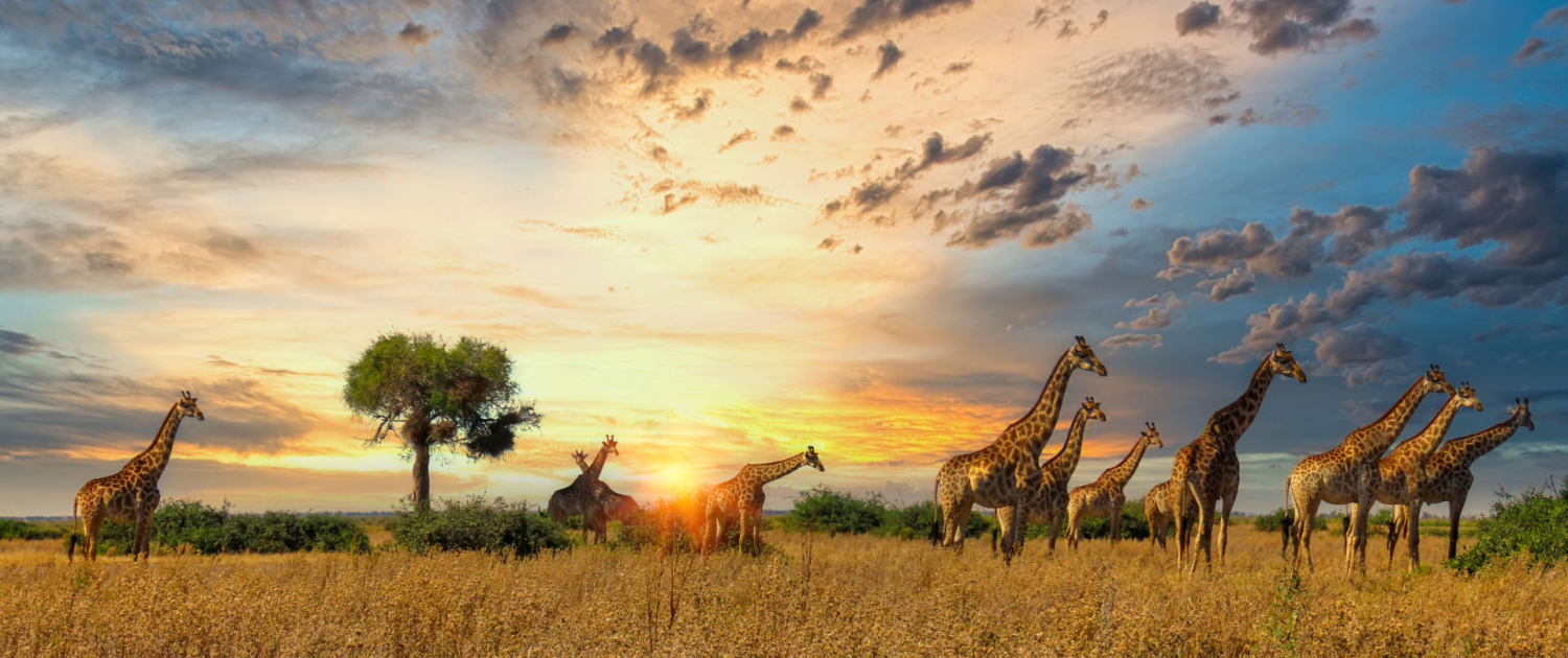 A Wildlife Photographer’s Dream