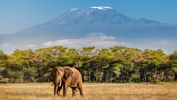 Kiliminjaro Safari Tours and Climbing