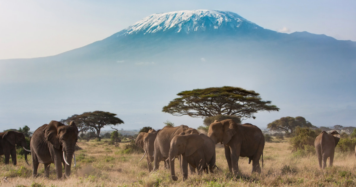 Guided Tour Kiliminjaro Climb and Safari