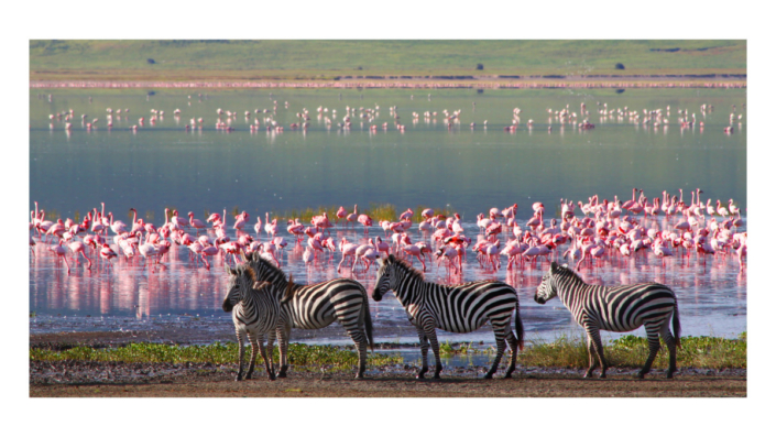 Tanzania Safari Guided Holiday Overland Safari