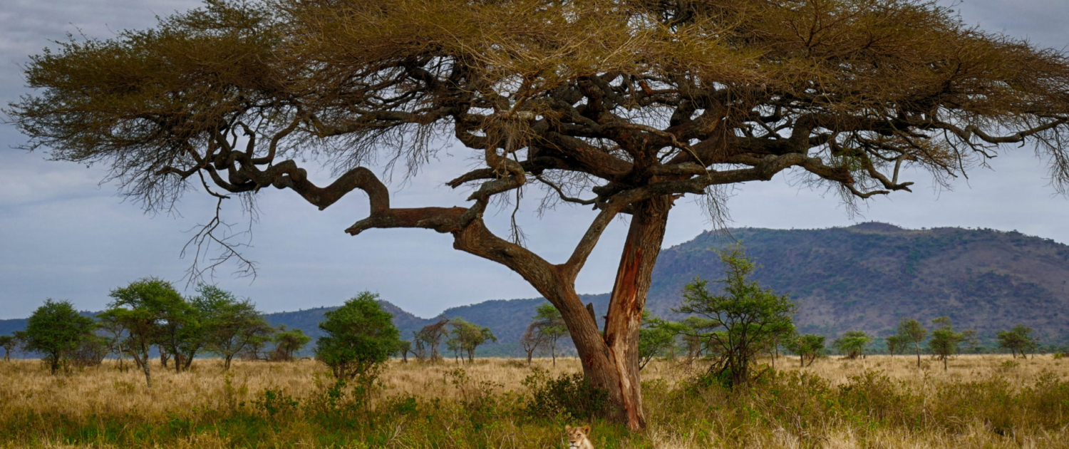 Overland Serengeti Safari